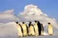 Kaiserpinguin, Emporer Penguin and chick, Dawnson-Lambton Glacier, Antarktis, kaiserpinguine